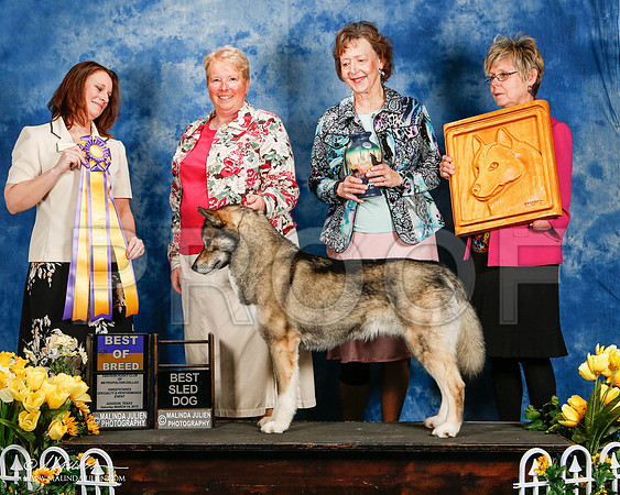 _ST_4122-2-AddisonHuskyMar2015-HR3