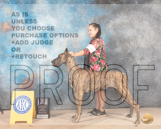 Great Dane #14 Sun BOW Judge Eric Liebes-MMJ_4540-Abilene2022-HR3