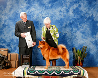 Finnish Spitz #5 Sat G4 +A1
