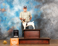 Teddy Roosevelt Terrier #292 BOB G2