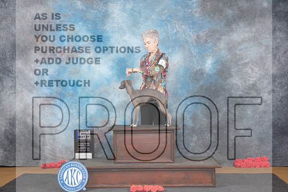 Italian Greyhound #10 Sat WBBOWM Judge Helen G Tomb__JP_0030_Sulphur Springs_2024_HR3