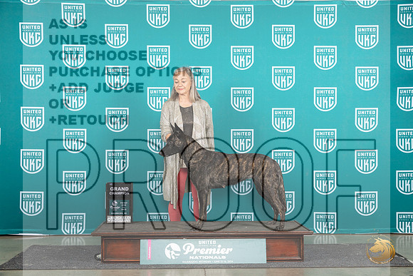 Dutch Shepherd #1107 Fri GCH Judge Stan Matsumoto__JP_1714_Premier_2024_HR3