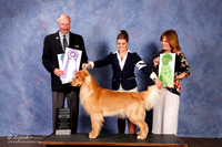 Golden Retriever #65 Best Puppy RWD +A1