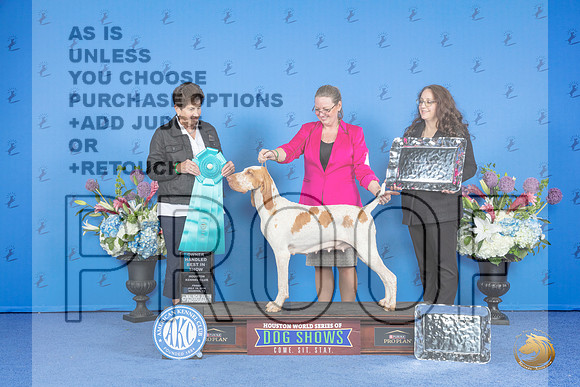 Bracco Italiano #6 FRI BISOH Judge Ann Yuhasz__JP_9507_Houston_2024_HR3