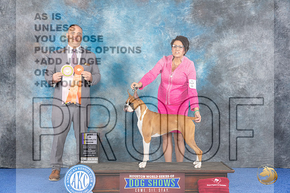 Boxer #10 WED BISw Judge Chris Leitkowski__JP_6519_Houston_2024_HR3