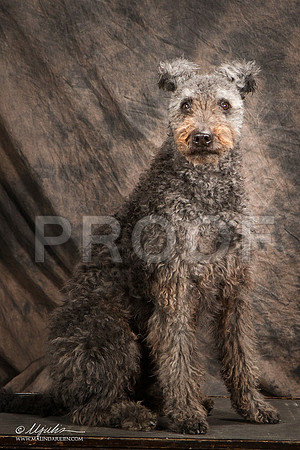 _ST_3948-Pumi-HR3