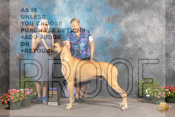 Great Dane #7 Sat BOB Judge Jan Paulk_MJ_0255_SA_2022_HR3