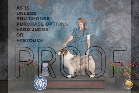 Australian Shepherd #11 Sat WDMCH Judge Polly (Mrs Robert) D Smith__JP_5339_San Antonio_2024_HR3