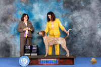 American English Coonhound #8 WED WB BOB M Judge Barbara Scherer