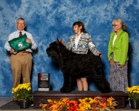 Giant Schnauzers #21 Sat 2nd AB Henson Larson Jackie Y Judge Mr Richard J Lewis