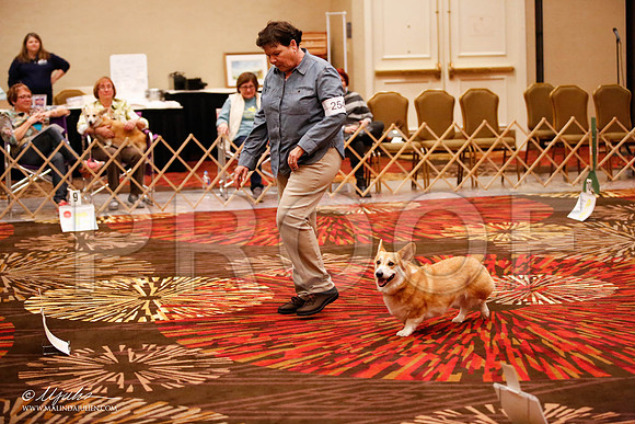 _JJ_7310-HstnCorgiFeb2015-HR3
