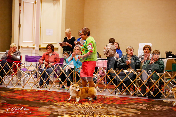 _JJ_8858-HstnCorgiFeb2015-HR3