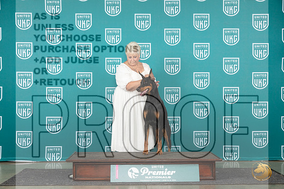 Doberman Pinscher #1263 Sat COC1 Judge Lori Sargent__JP_2116_Premier_2024_HR3