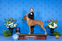 Rhodesian Ridgeback #19 THUR BOB Judge Debbie Freeman