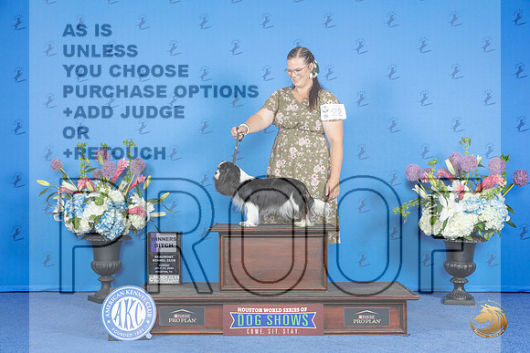 Cavalier King Charles Spaniel #20 SUN WB Judge Wood Wornall__JP_0444_Houston_2024_HR3