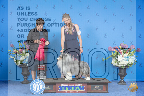 Shetland Sheepdog #23 THUR G2 Judge Ann Yuhasz__JP_8504_Houston_2024_HR3