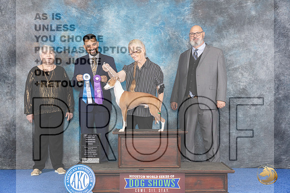 Italian Greyhound #39 WD BOW M Judge Joao Machado__JP_6655_Houston_2024_HR3