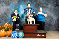 French Bulldog #11 sun OHRBIS Judge Donnell Richards