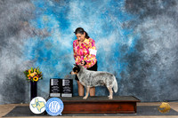 Australian Cattle Dog #5 Fri OHG4 Wade OHG4 Blum