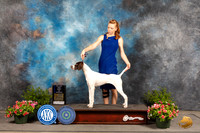 German Shorthaired Pointer #20 Sun BOW Judge Donna O'Connell