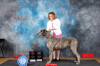 Irish Wolfhound #6 Sat BOS Judge Sidney Marx