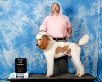 Poodle Std MC Sun BOW