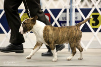 Bull Terrier Colored
