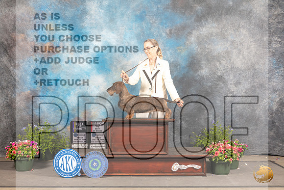 Dachshund Wirehaired #12 Fri BOVBOS Judge Michael Canalizo_MJ_0003_SA_2022_HR3