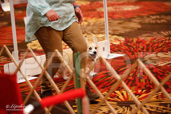 _JJ_7215-HstnCorgiFeb2015-HR3