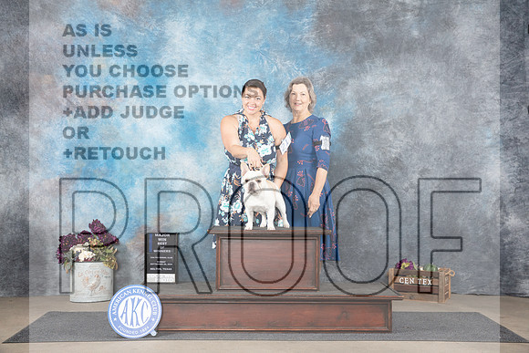 French Bulldog #21 Sun BOWM Judge Donelle Richards__JP_7681_Belton_2024_HR3