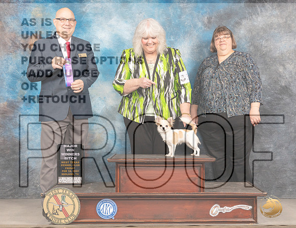 Chihuahua Long Coat #30 WB Judge Brad JenkinsMMJ_3299e_Mdlnd2022_HR3