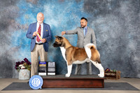 Akita #5 Sun BOBNCh  Judge Eric Liebes