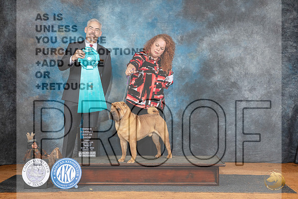 Chinse Shar Pei #9 Fri Judge Dale Martesen__JP_7465_MARSHALL_2024_HR3