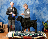 Labrador Retriever #5 Sun BOW