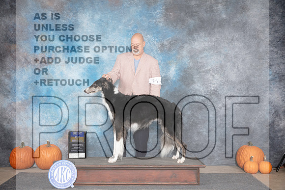 Borzoi #24 Sat BOB Judge Leonore Abordo __JP_8950_Humble_2024_HR3
