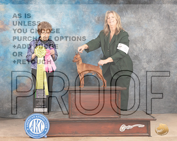 MiniatuRBISre Pinscher #5 Fri OHRBIS Judge Pat Trotter-MMJ_3390-Addison2022-HR3