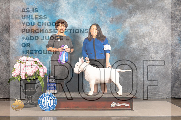 Bull Terrier #21 SAT NCH WBOW Judge Debra Guerrero_MJ_6679_Houston_2022_HR3