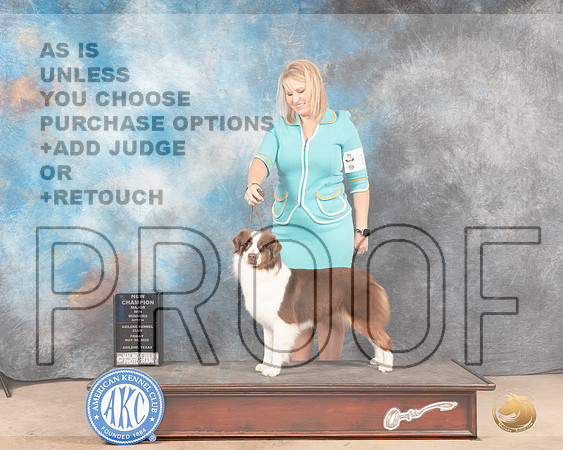 Miniature American Shepherd #12 Fri WBCh Judge Eric Liebes-MMJ_4595-Abilene2022-HR3