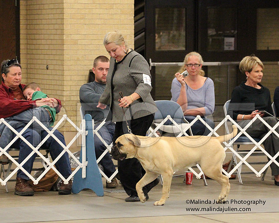 9-12PupSweeps-8811