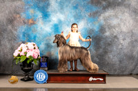 Afghan Hound #10 SAT WB BOW NCH Judge Polly Smith