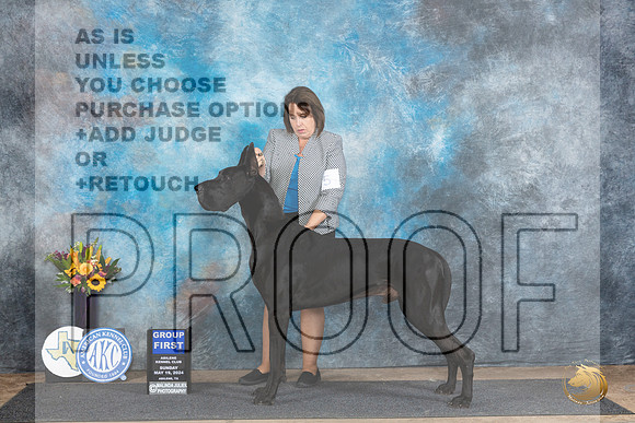 Great Dane #5 Sat G1 Judge Rick Gschwender r__JP_0003_Abilene_2024_HR3