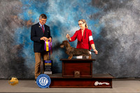 Dachshund Wire Haired #12 WED BOB Judge Richard Powell