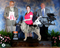 Norwegian Elkhound #9 Fri Best Of Opposite Sex HOOPER Judge Mr Art Tucker