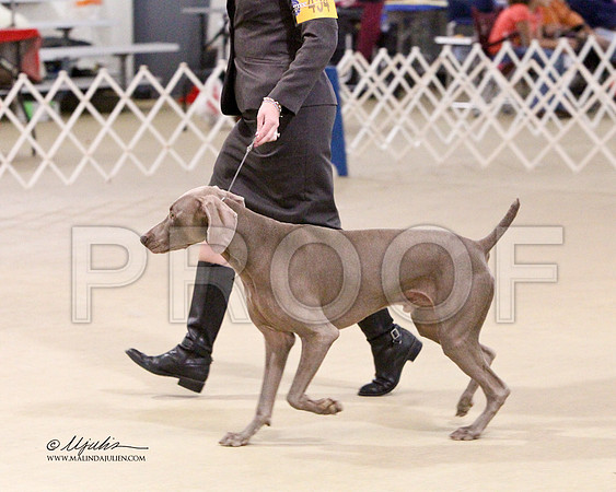 Weim-2699