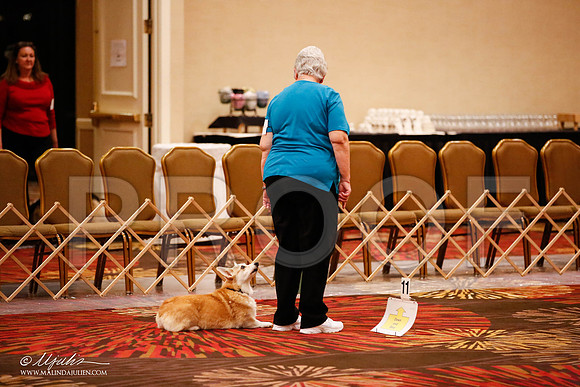 _JJ_7269-HstnCorgiFeb2015-HR3