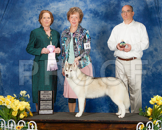 _ST_4107-AddisonHuskyMar2015-HR3