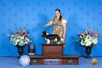 Cavalier King Charles Spaniel #20 SUN WB Judge Wood Wornall