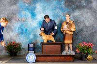 Norwich Terrier #19 Fri WDBOWM Judge Elizabeth ‘Beth’ Sweigart