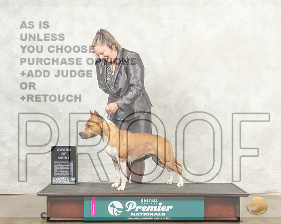 American Pit Bull Terrier #548 Sat AOM Judge Jeanne Heger__MJ_8410_Premier_2022_HR3