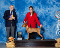 Vizslas #6 Sun BOB Brockettt Amanda Dr Sylvia J Kerr Judge Mr Terry Stacy